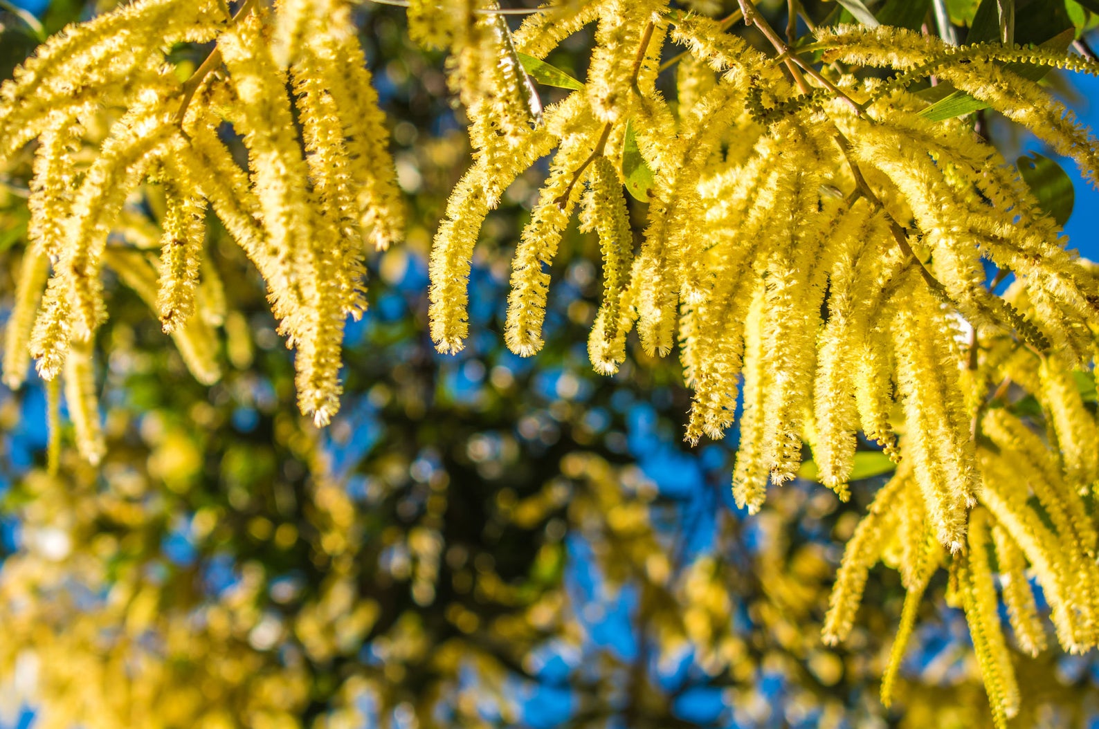 acacia-catechu-senegalia-catechu-kher-cachou-cutchtree-black