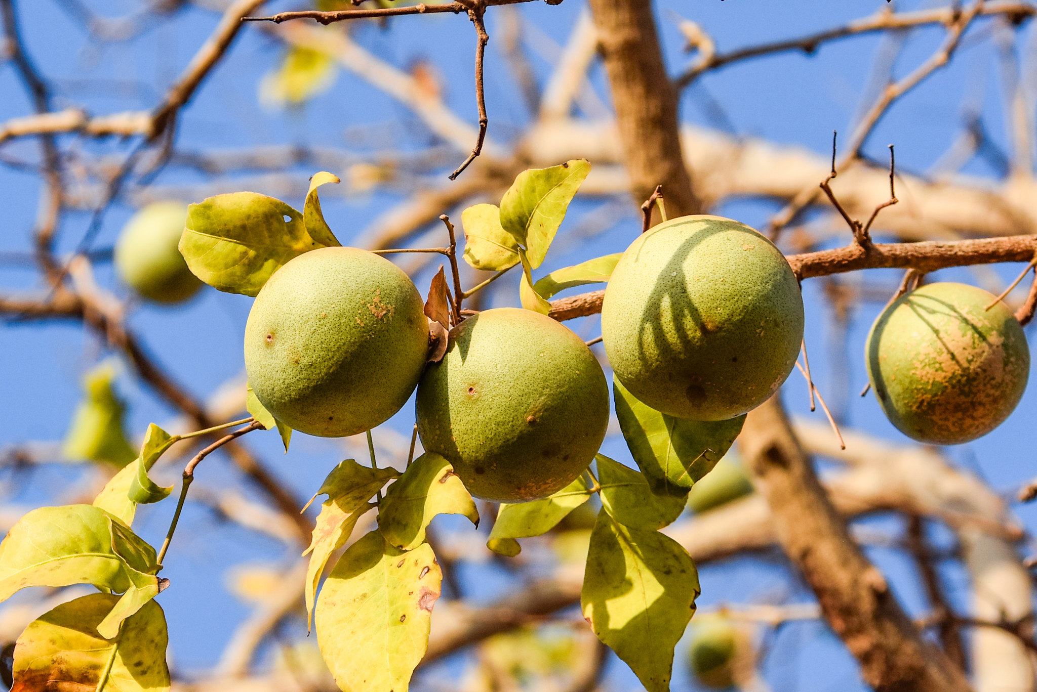 Aegle Marmelos Belou Marmelos Crateva Marmelos Bael Bengal Quince Golden Apple Japanese