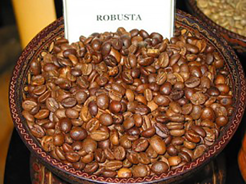 Coffea canephora - Robusta coffee - Ouriques Farm