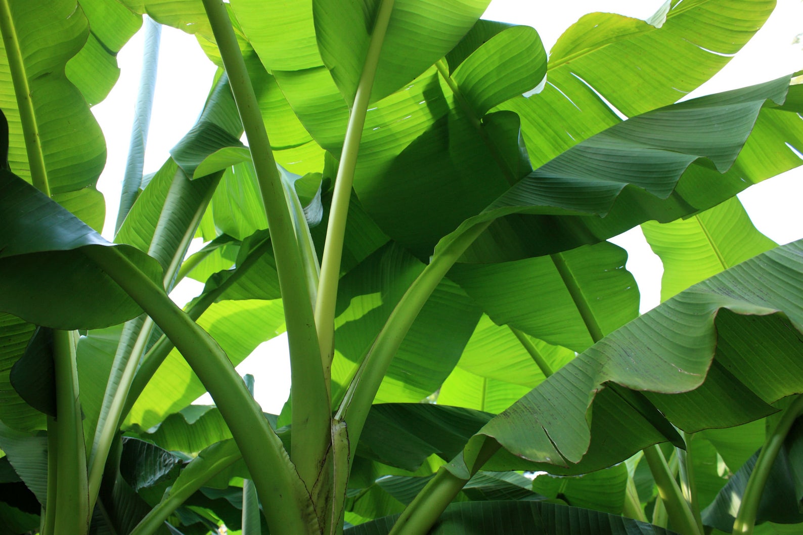 Musa cheesmanii - Cheesman s Banana - Ouriques Farm